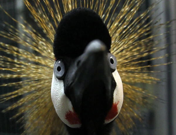 An African Crowned Crane found wandering the streets of Encinitas, California is shown