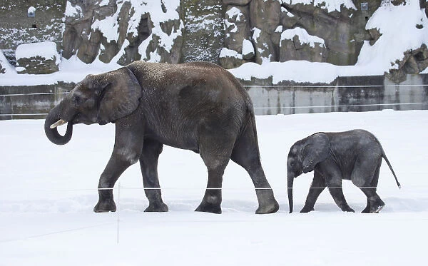 African elephant calf Tuluba follows his mother Numbi in their enclosure in Schoenbrunn