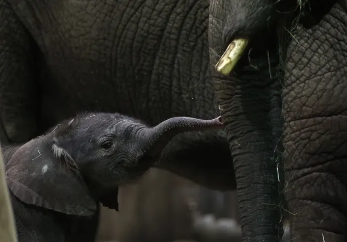 Framed Print : African elephant mother Punda stands beside her newborn baby Shawu in the zoo of
