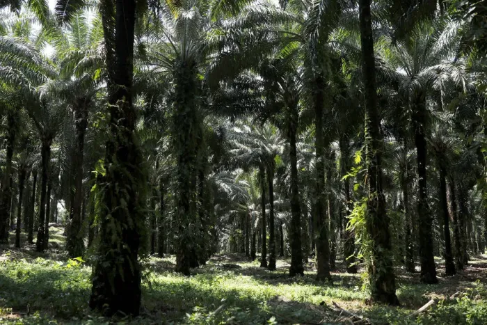 Framed Print : African palm oil plantation run by NaturAceites is pictured in the village of Semuy II Framed Print : African palm oil plantation run by NaturAceites is pictured in the village of Semuy II