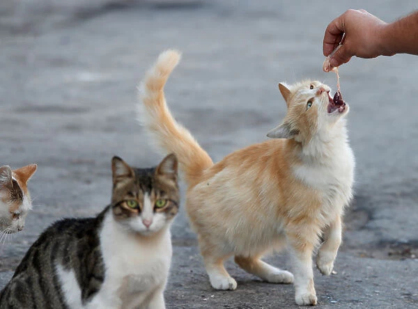 Ahmad Ody Alstouf feeds street cats in Kafr Nabl