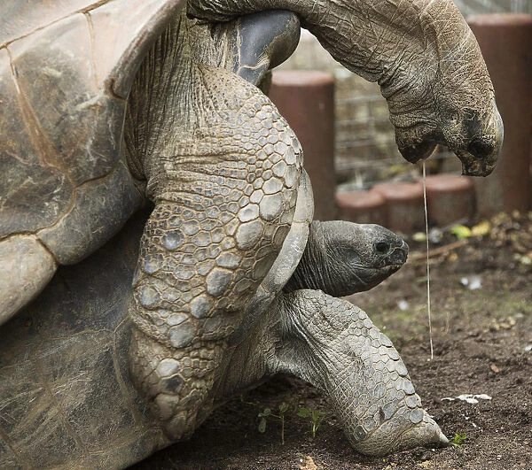 Two Aldabra giant tortoises mate at the Artis Zoo in Amsterdam