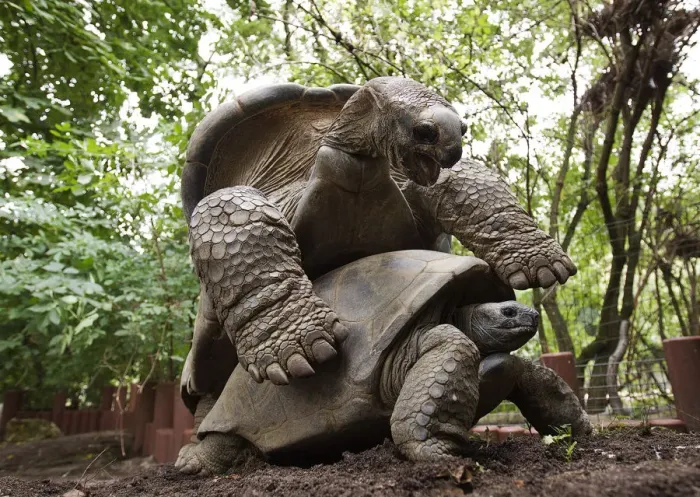 Framed Print : Two Aldabra giant tortoises mate at the Artis Zoo in Amsterdam Framed Print : Two Aldabra giant tortoises mate at the Artis Zoo in Amsterdam