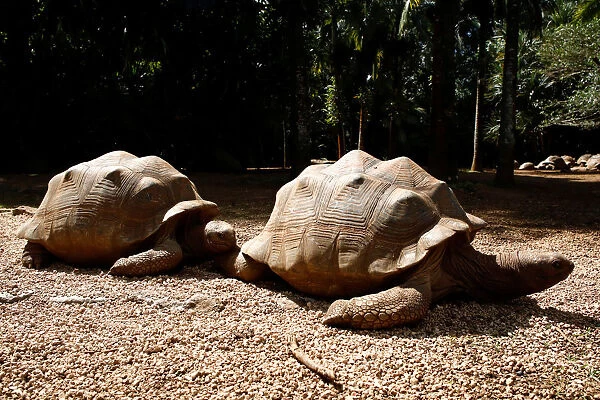 Aldabra giant tortoises are pictured at the La Vanille Nature Park in Riviere des