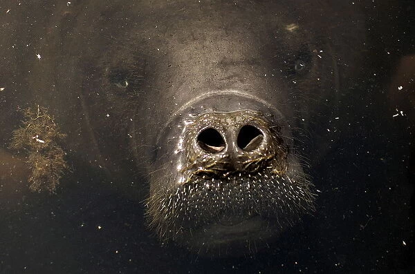 An Amazonian manatee which is in rehabilitation after sustaining injuries from hunting