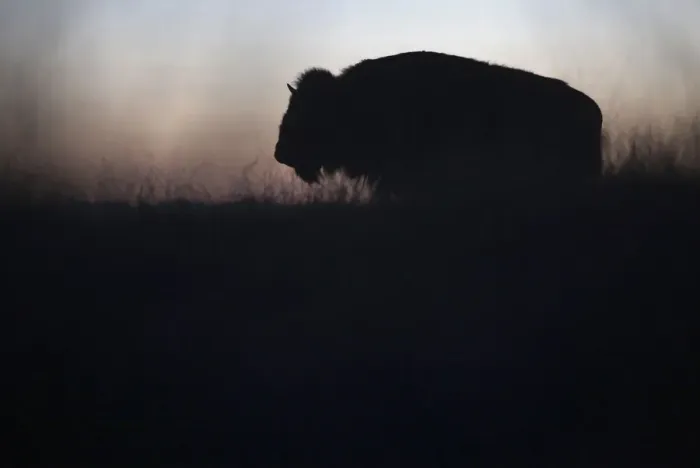 Framed Print : An American bison stands in the grasslands of the Janos Biosphere Reserve in Janos Framed Print : An American bison stands in the grasslands of the Janos Biosphere Reserve in Janos