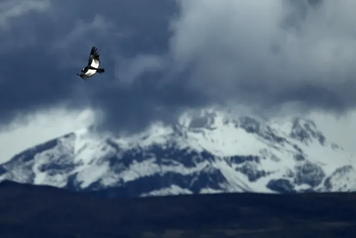 Framed Print : An Andean condor flies over the Colca canyon at the Colca valley in Arequipa
