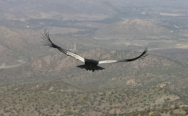 An Andean Condor flies over a garbage landfill in Til-Til
