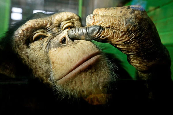 Anfisa, a 12-year-old female chimpanzee, picks its nose at the Royev Ruchey Zoo in