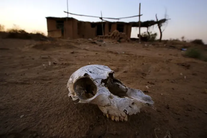 Framed Print : An animal skull lies on the ground at an abandon farm, near the dried up Shiyang river Framed Print : An animal skull lies on the ground at an abandon farm, near the dried up Shiyang river