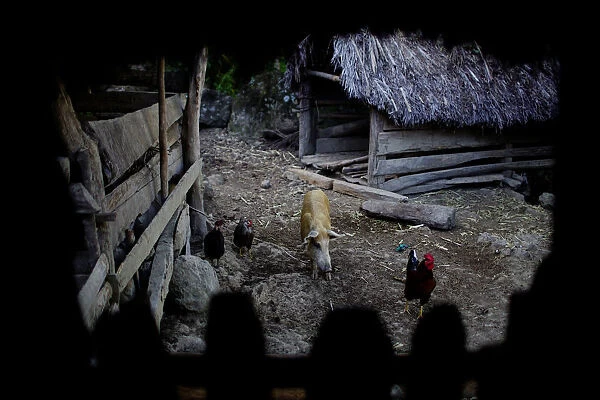 Animals roam in the backyard of a house at a farm in Santo Domingo, Cuba