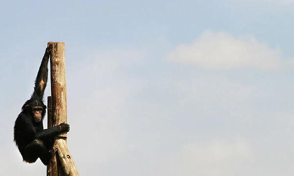 An ape sits on a pole at a sanctuary outside Madrid