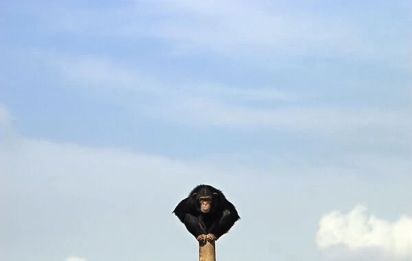 An ape sits on a pole at a sanctuary outside Madrid
