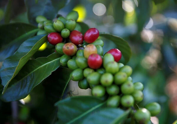 Arabica coffee cherries are seen on tree at a plantation near Pangalengan, West Java