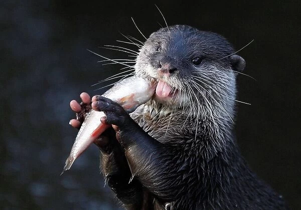 An Asian Short-clawed otter eats a fish in its enclosure at Chester Zoo in Chester