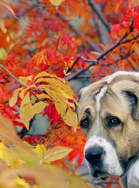 An Asian wolfhound is seen in front of autumn coloured foliage in a park in the Siberian