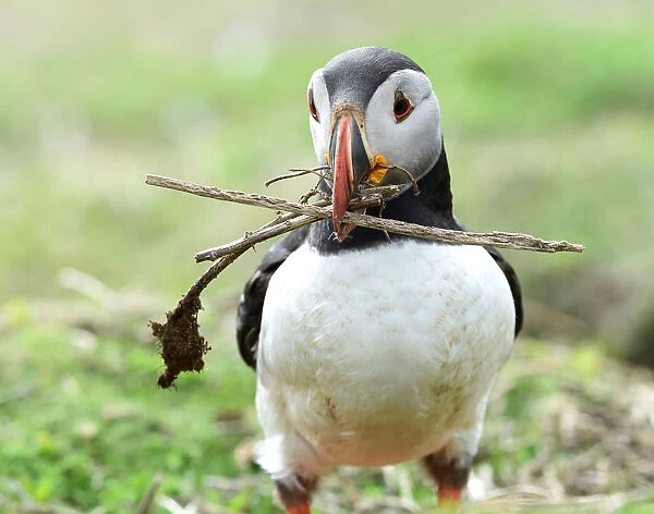 An Atlantic Puffin collects twigs for its nest in a burrow on the island of Skomer