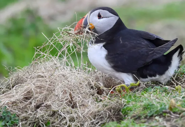 Framed Print : An Atlantic Puffin collects twigs for its nest in a burrow on the island of Skomer Framed Print : An Atlantic Puffin collects twigs for its nest in a burrow on the island of Skomer