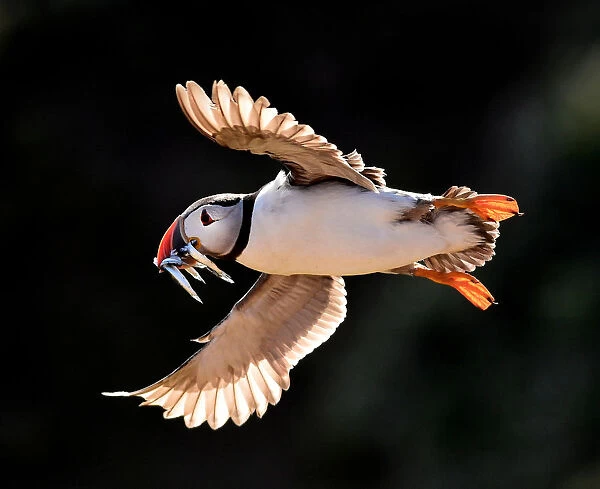 An Atlantic puffin flies with sand eels in its beak in the late evening light on the