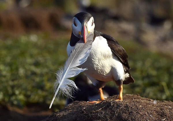 An Atlantic Puffin holds the feather of a seagull on the island of Skomer, Pembrokeshire