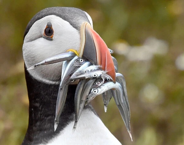 An Atlantic Puffin holds a mouthful of sand eels on the island of Skomer, off the