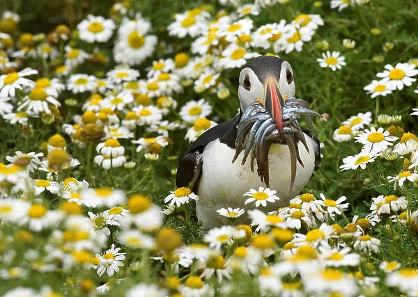 An Atlantic Puffin holds a mouthful of sand eels on the island of Skomer