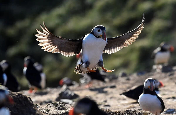 An Atlantic Puffin lands at The Wick on the island of Skomer, off the coast of Pembrokeshire