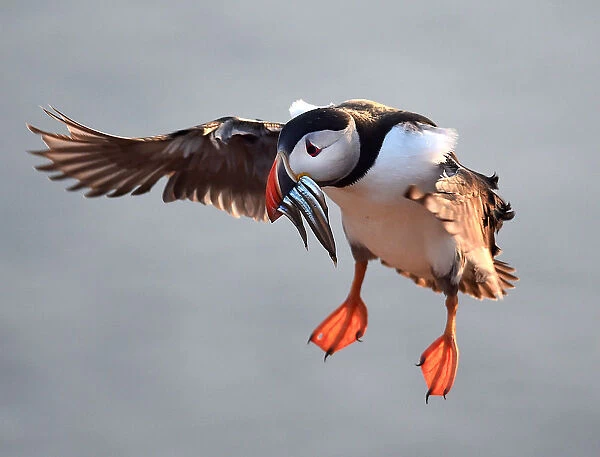 An Atlantic Puffin with sand eels in its bill flies to its burrow on the island of Skomer