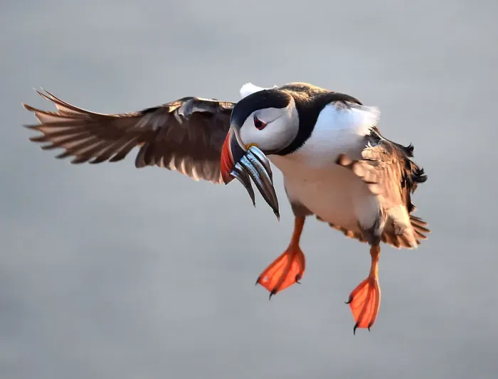Framed Print : An Atlantic Puffin with sand eels in its bill flies to its burrow on the island of Skomer Framed Print : An Atlantic Puffin with sand eels in its bill flies to its burrow on the island of Skomer
