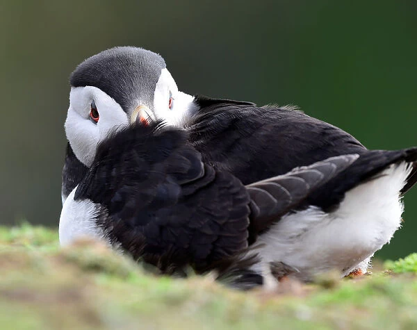 An Atlantic Puffin sits near its burrow on the island of Skomer, Pembrokeshire