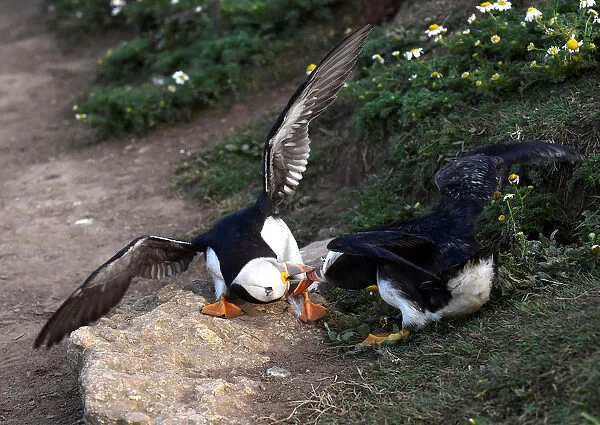 Two Atlantic Puffins fight on the island of Skomer, Pembrokeshire, Wales