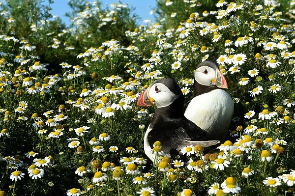 Atlantic Puffins are seen among the daisies on Skomer Island