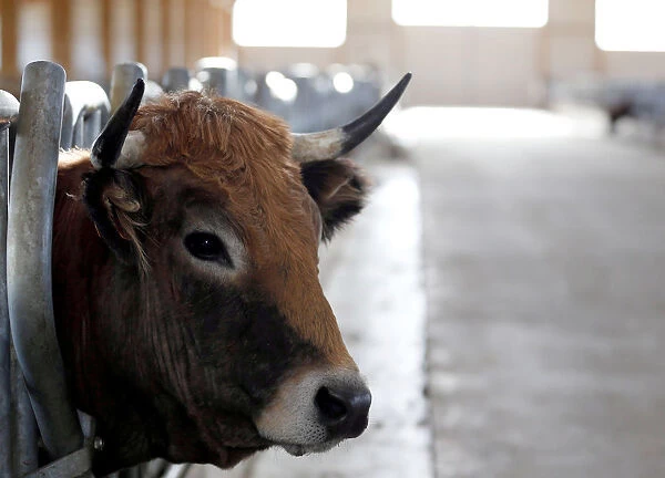 An Aubrac breed cow is pictured in a barn in Curieres