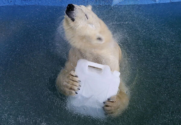 Aurora, an 8-year-old female polar bear, plays with a plastic canister in a swimming pool