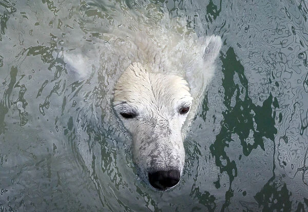 Aurora, an eight-year-old female polar bear, swims in a pool which was recently filled