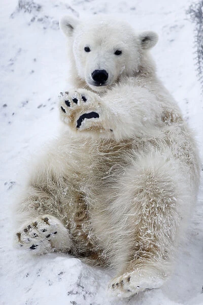 Aurora, a ten-month-old female polar bear, lies in the snow at the Royev Ruchey Zoo in