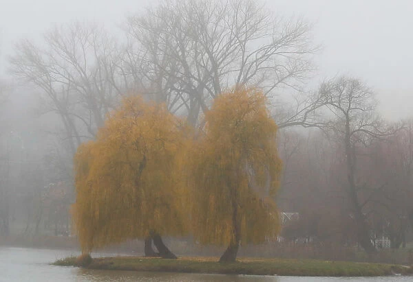 Autumn colours are seen on foliage during foggy autumn day in Minsk