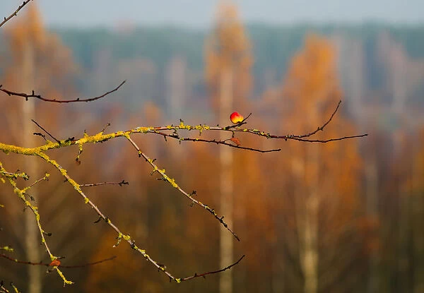 Autumn colours are seen on foliage on the outskirts of Minsk