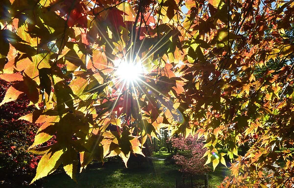 The autumn sun shines through leaves in the Japanese Maple collection at the Westonbirt