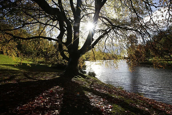 The autumn sun shines through a tree almost stripped of its leaves at Stourhead Gardens