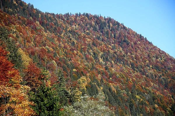Autumnal trees are seen during a sunny day at the Sylvenstein barrier lake