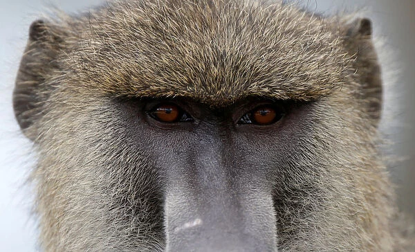 A baboon looks at the road in Amboseli National Park