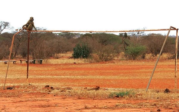 A baboon sits on a rusty goal of an unused soccer stadium in Kenyas Tsavo West national park