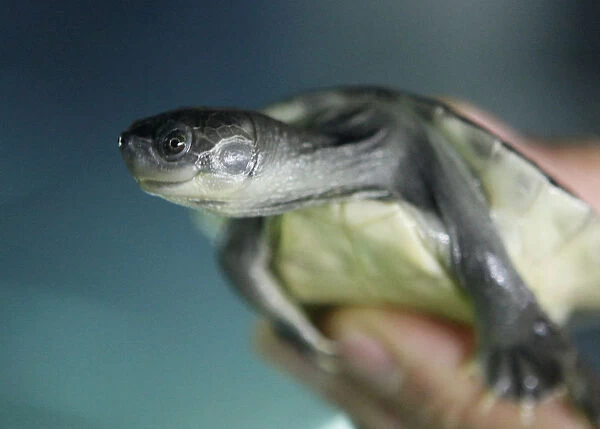 A baby Batagur turtle is displayed in Schoenbrunn Zoo in Vienna