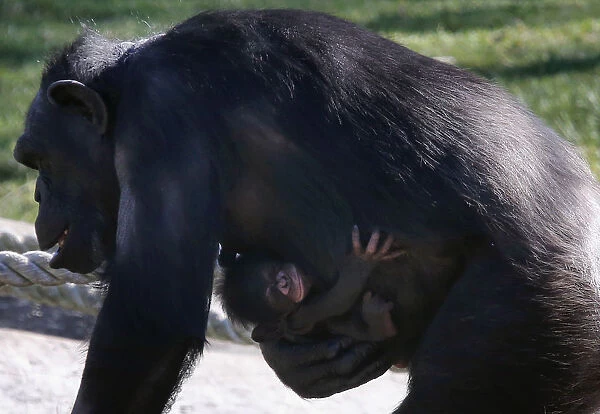A baby chimpanzee holds onto its mother as she walks around their enclosure at Sydney s