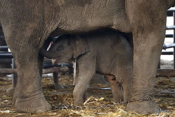 A baby elephant stands under her mother during Thailands national elephant day