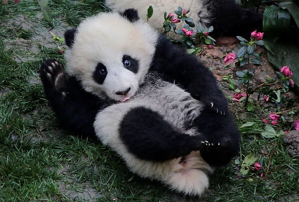 A baby giant panda plays at Chengdu Research Base of Giant Panda Breeding in Chengdu