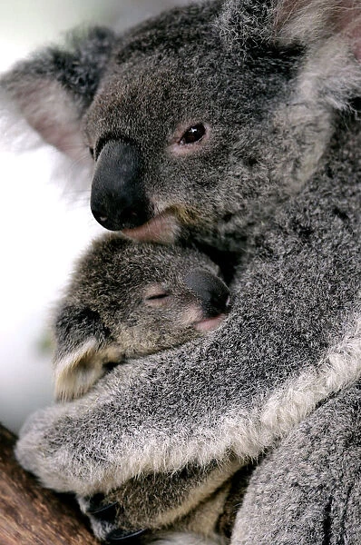 A baby koala named Cooee is held by its mother at Sydneys Taronga Zoo