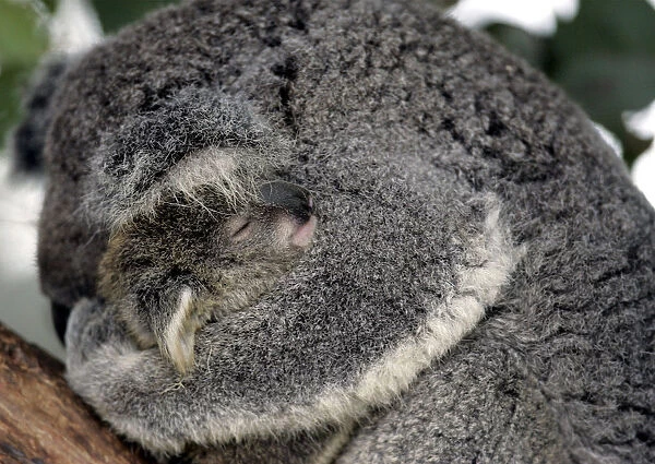 A baby Koala named Cooee is held by its mother at Sydneys Taronga Zoo in Sydney