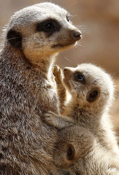 Two baby Meerkats cuddle with their mother in their enclosure at Chester Zoo